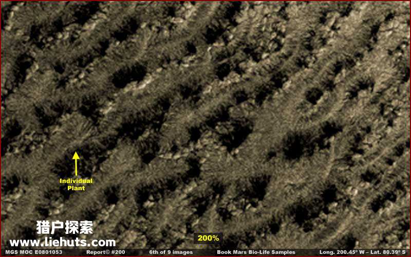 火星上发现的森林植物