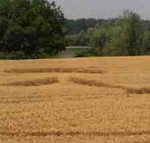 Rea (Pavia/Lombardia), Italy. Reported 21st June 2014