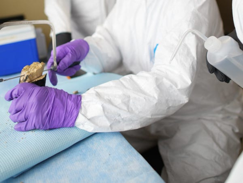 科学家发现10万年前巨型猛犸象牙齿