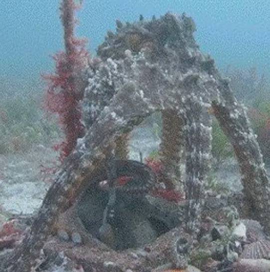 章鱼建造的水下城市
