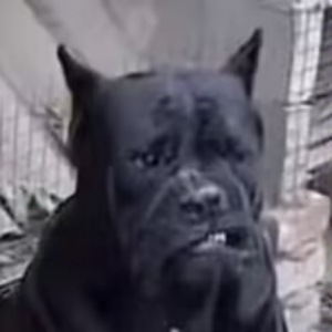 球状闪电怂