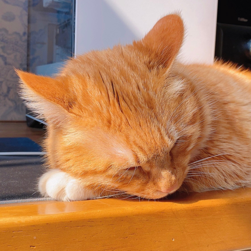 诚实可靠橘猫猫