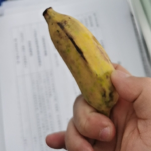 巨大的击败人