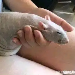 著名野鸡养殖户